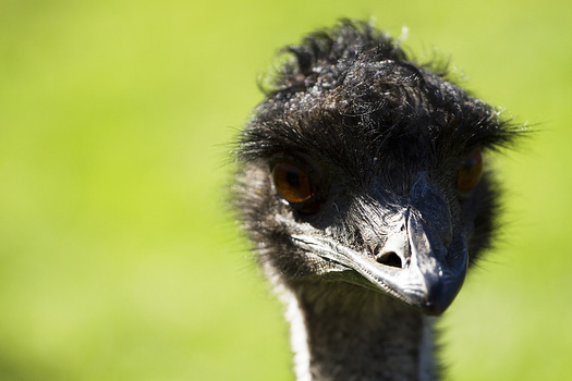 Der Emu