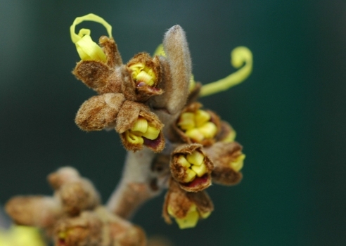 Zaubernuss 2