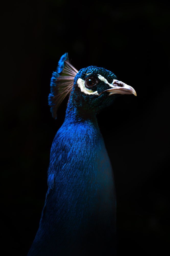 Pfau im Fokus