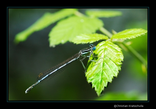 Blaue Libelle