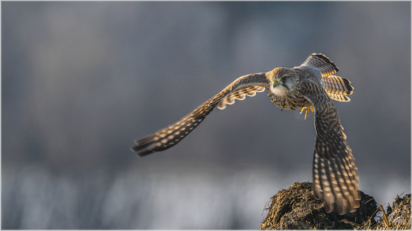 Turmfalke