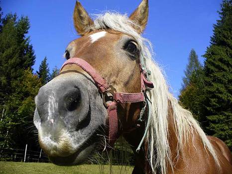 Haflinger