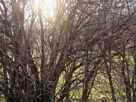 Strauch-Frühling