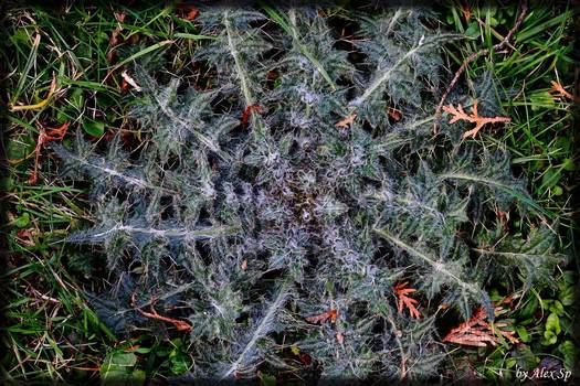 Distel