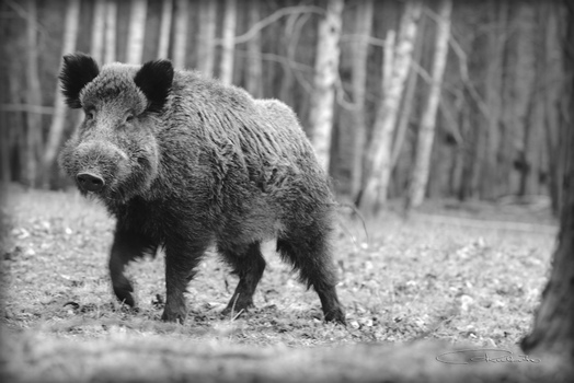 Sus scrofa I