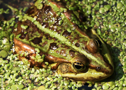 Frosch