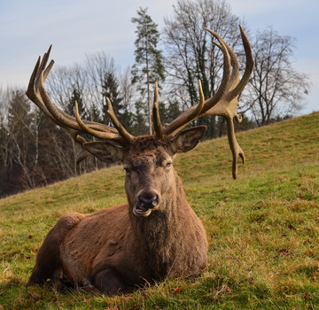 Platz-Hirsch