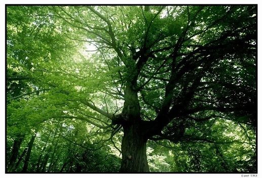 Baum des Lebens