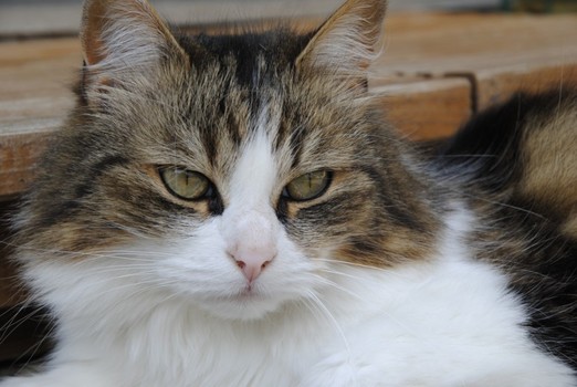 Katze