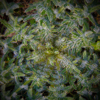 Distel