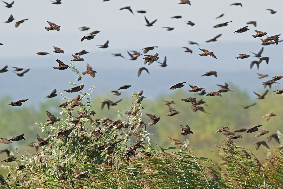 Die Vögel....., Star (Sturnus vulgaris)