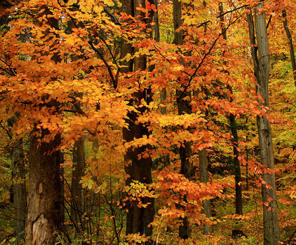 Herbstfarben 4
