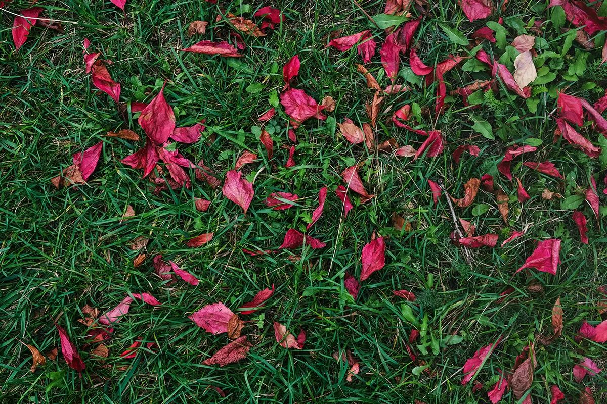 Garten1