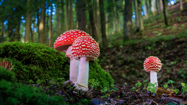 Fliegenpilze im Aschachtal