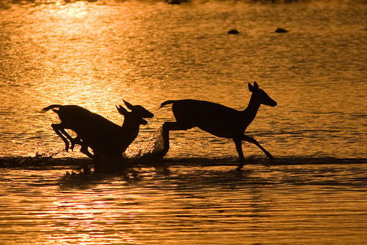 Rehe Bei Sonnenaufgang