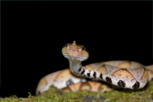 Chinesiche Stülpnasenotter