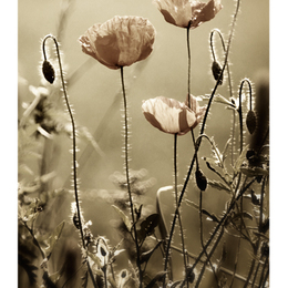 Blumenwiese