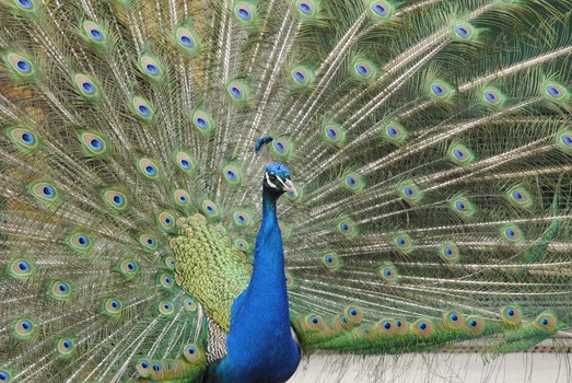 Pfau