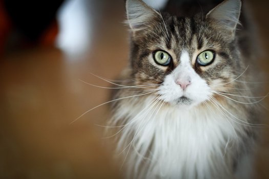 Katze-3