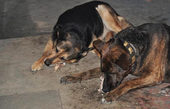 Nera und Ringo