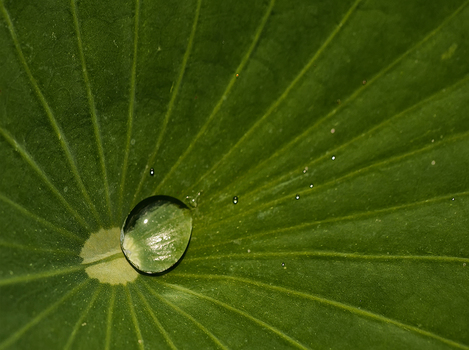 Lotuseffekt
