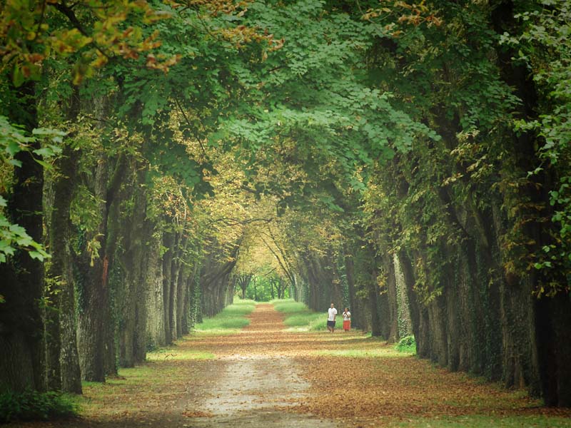 Allee