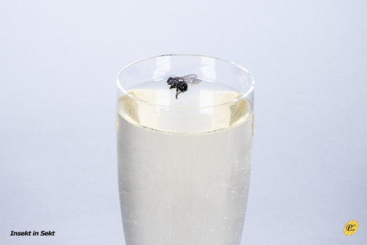 Insekt in Sekt