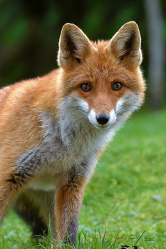 Rotfuchs