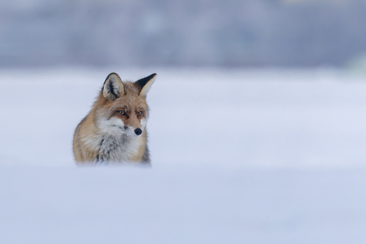 The Fox
