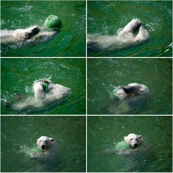 Eisbären-Wasserball