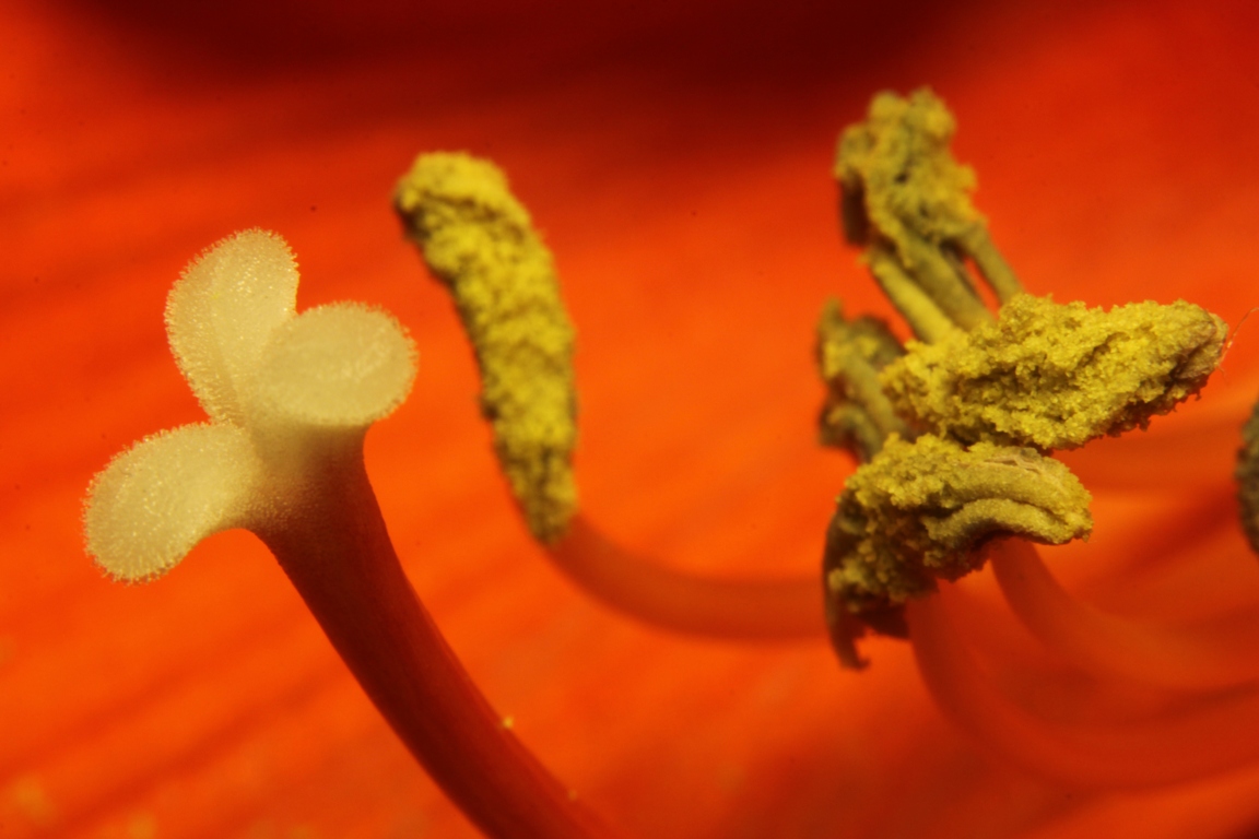 Amarilis Staubgefässe (Makroaufnahme)