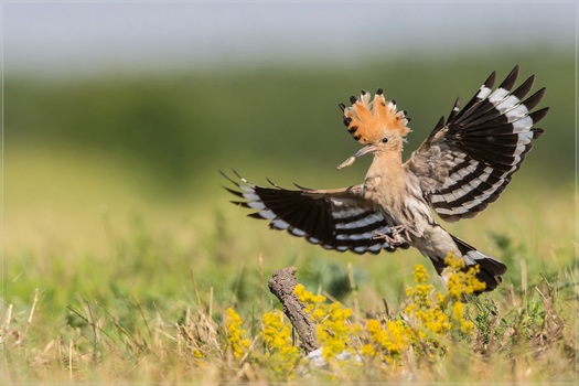 Landeanflug
