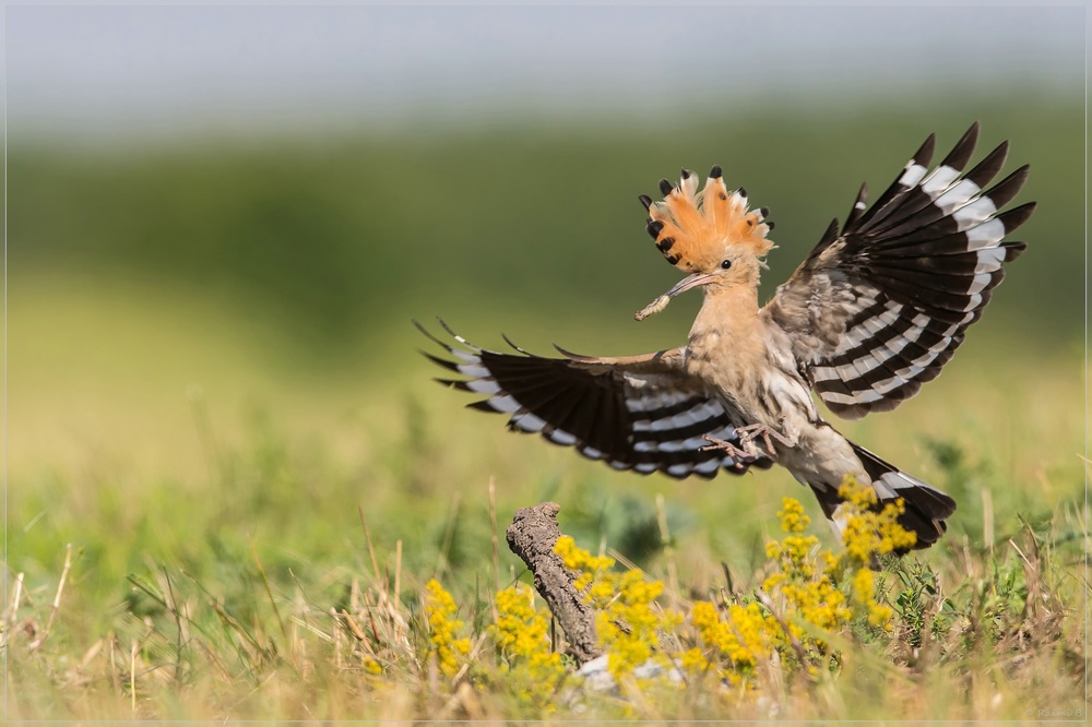 Landeanflug