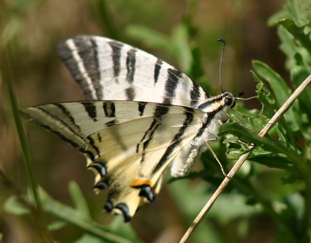 Segelfalter