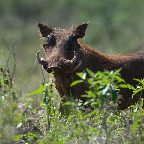 Afrika #1 - Warzenschweinbache