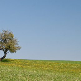 Frühling
