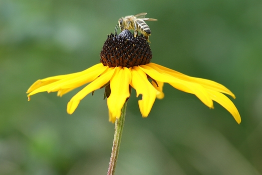 fleißiges Bienchen...