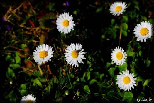Gänseblümchen
