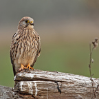 Turmfalke (Falco tinnunculus) ♀