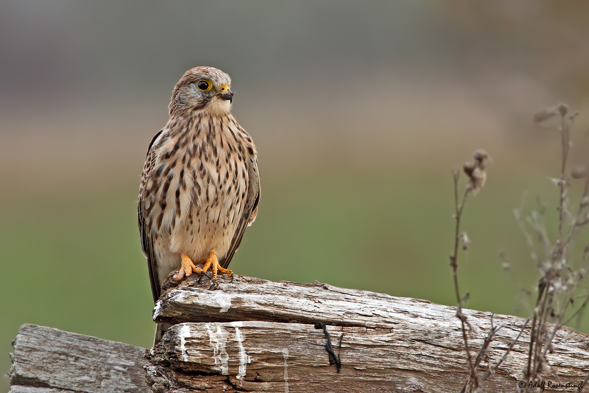 Turmfalke (Falco tinnunculus) ♀