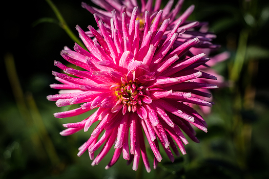 Blume am Morgen