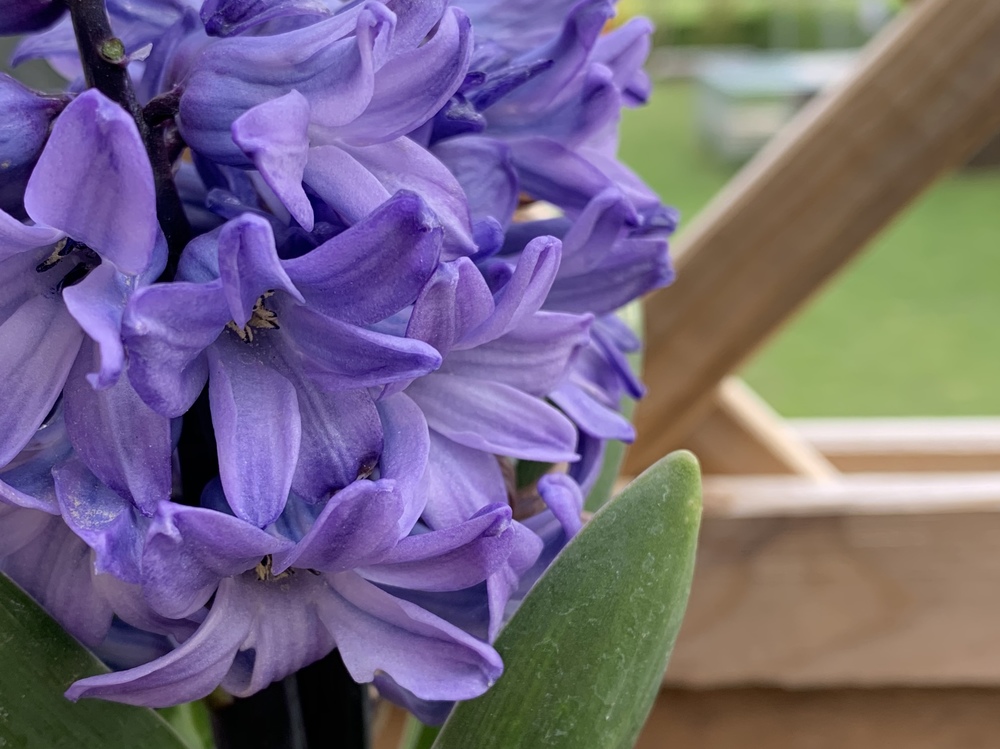 blau blau blau blüht der Frühling