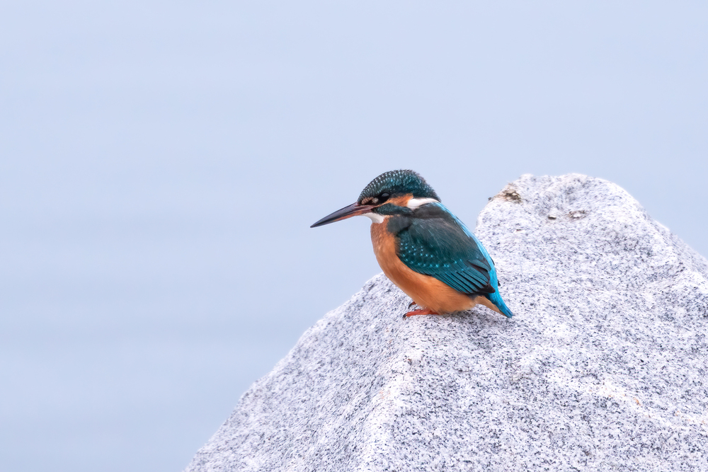 Kleines Juwel auf massivem Granit. Eisvogel an der Donau