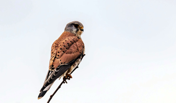 gestatten Falke