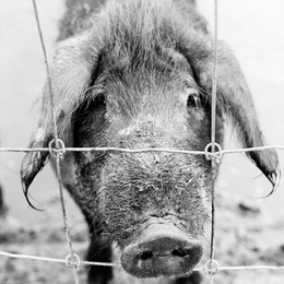 Schwein gehabt