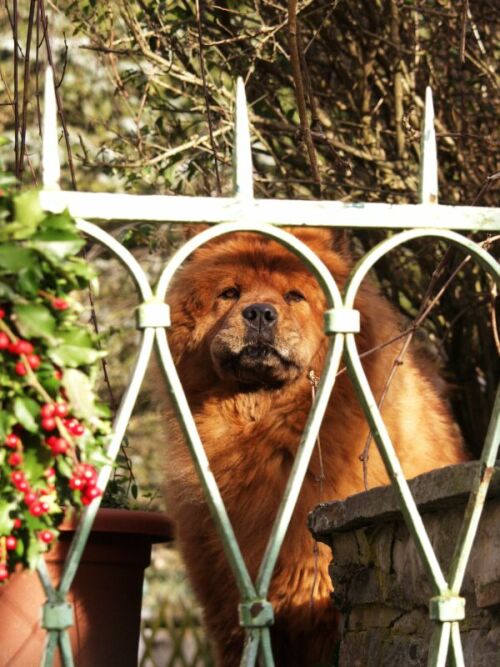 Chow Chow