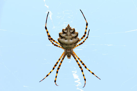 Spinne auf Sardinien