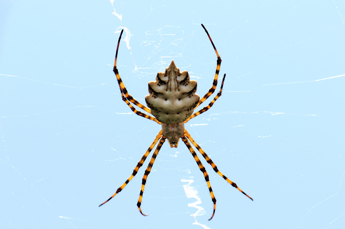 Spinne auf Sardinien