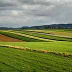 Waldviertler Hügel