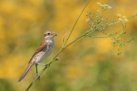 Neuntöter (Lanius collurio)